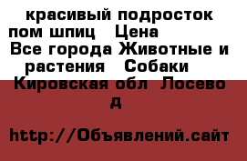 красивый подросток пом шпиц › Цена ­ 30 000 - Все города Животные и растения » Собаки   . Кировская обл.,Лосево д.